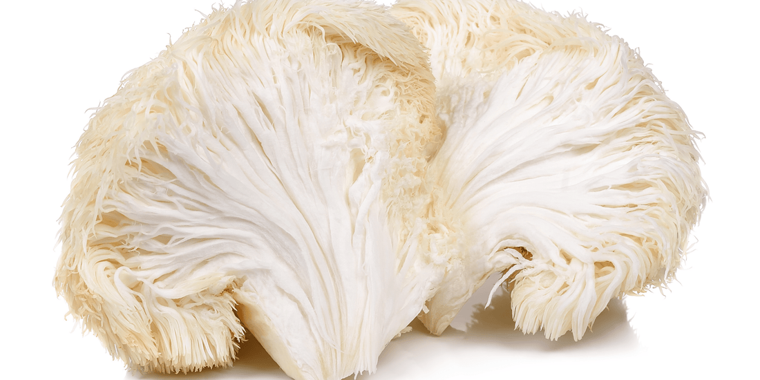 Organic Lion's Mane